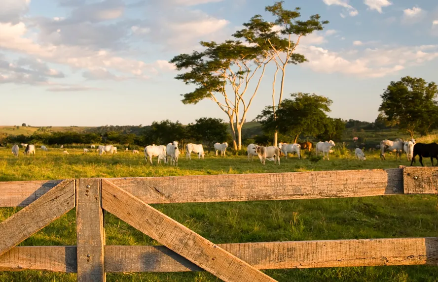 quer comprar uma fazenda veja as que o banco do brasil esta leiloando